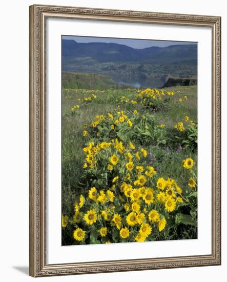 Balsam root meadow on Rowena Plateau, Columbia River Gorge, Oregon, USA-Jamie & Judy Wild-Framed Photographic Print