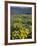 Balsam root meadow on Rowena Plateau, Columbia River Gorge, Oregon, USA-Jamie & Judy Wild-Framed Photographic Print