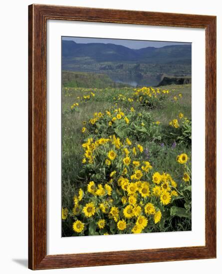Balsam root meadow on Rowena Plateau, Columbia River Gorge, Oregon, USA-Jamie & Judy Wild-Framed Photographic Print