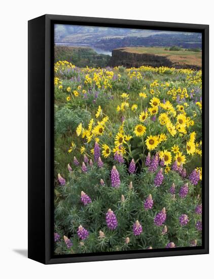 Balsam Root Meadow with Lupine, Columbia River Gorge, Oregon, USA-Jamie & Judy Wild-Framed Premier Image Canvas