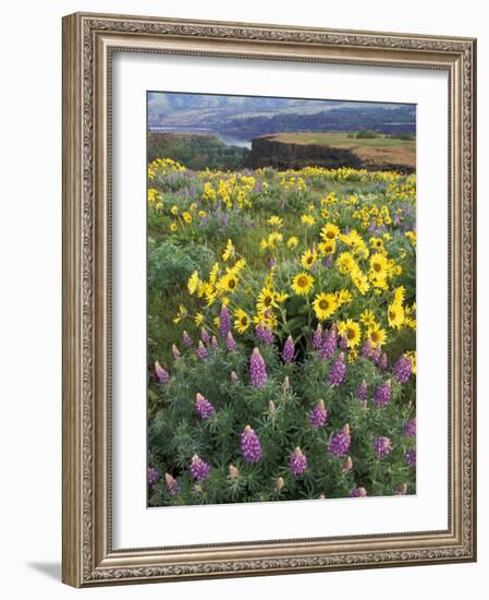 Balsam Root Meadow with Lupine, Columbia River Gorge, Oregon, USA-Jamie & Judy Wild-Framed Photographic Print