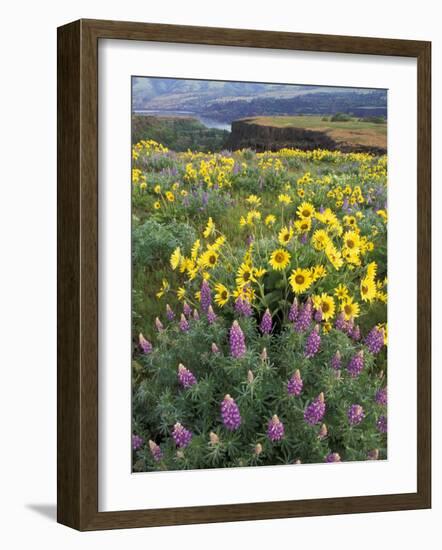 Balsam Root Meadow with Lupine, Columbia River Gorge, Oregon, USA-Jamie & Judy Wild-Framed Photographic Print