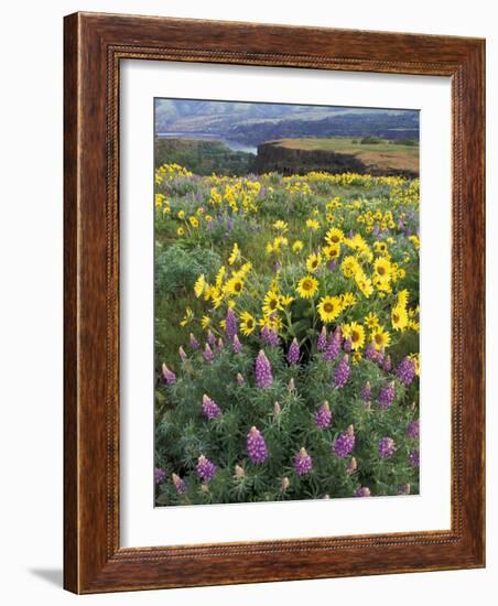 Balsam Root Meadow with Lupine, Columbia River Gorge, Oregon, USA-Jamie & Judy Wild-Framed Photographic Print