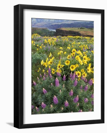 Balsam Root Meadow with Lupine, Columbia River Gorge, Oregon, USA-Jamie & Judy Wild-Framed Photographic Print