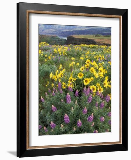 Balsam Root Meadow with Lupine, Columbia River Gorge, Oregon, USA-Jamie & Judy Wild-Framed Photographic Print