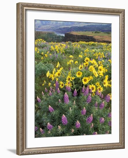 Balsam Root Meadow with Lupine, Columbia River Gorge, Oregon, USA-Jamie & Judy Wild-Framed Photographic Print