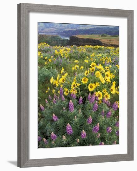 Balsam Root Meadow with Lupine, Columbia River Gorge, Oregon, USA-Jamie & Judy Wild-Framed Photographic Print