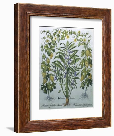 Balsamina Foemina-Besler Basilius-Framed Giclee Print