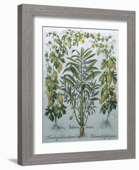 Balsamina Foemina-Besler Basilius-Framed Giclee Print