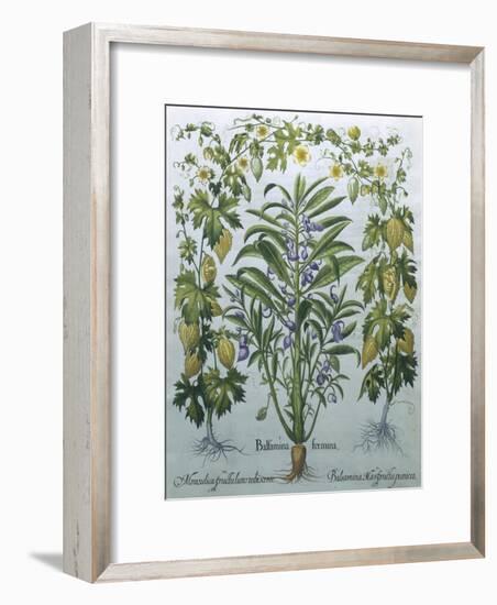 Balsamina Foemina-Besler Basilius-Framed Giclee Print