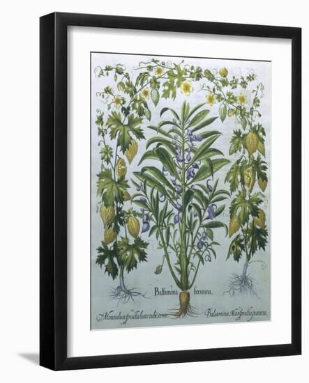 Balsamina Foemina-Besler Basilius-Framed Giclee Print