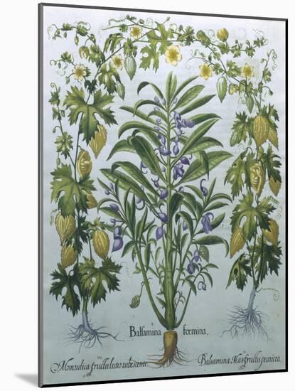 Balsamina Foemina-Besler Basilius-Mounted Giclee Print