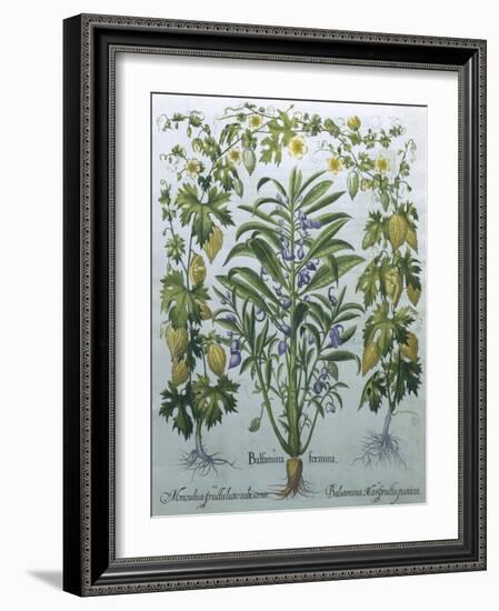 Balsamina Foemina-Besler Basilius-Framed Giclee Print