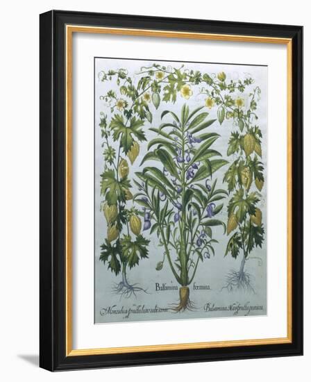 Balsamina Foemina-Besler Basilius-Framed Giclee Print