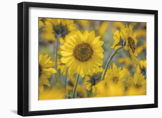 Balsamroot 2-Don Paulson-Framed Giclee Print