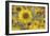 Balsamroot 2-Don Paulson-Framed Giclee Print