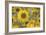 Balsamroot 2-Don Paulson-Framed Giclee Print