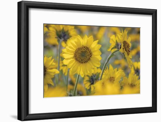 Balsamroot 2-Don Paulson-Framed Giclee Print