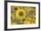 Balsamroot 2-Don Paulson-Framed Giclee Print