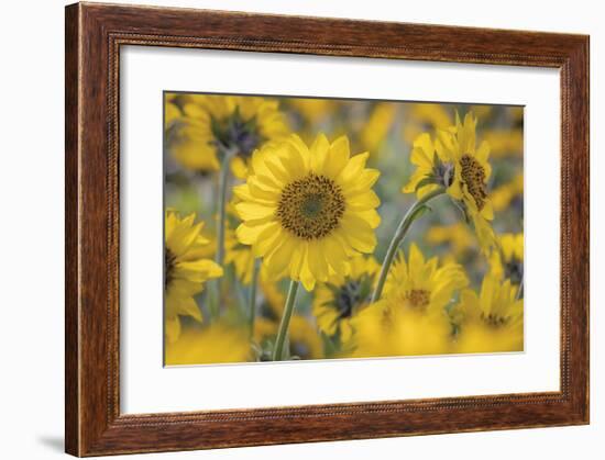 Balsamroot 2-Don Paulson-Framed Giclee Print