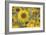 Balsamroot 2-Don Paulson-Framed Giclee Print