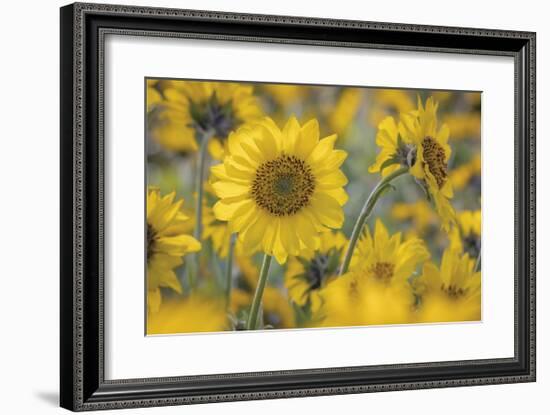 Balsamroot 2-Don Paulson-Framed Giclee Print