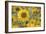 Balsamroot 2-Don Paulson-Framed Giclee Print