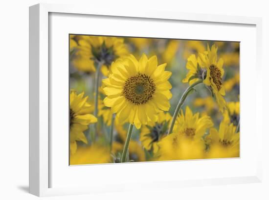 Balsamroot 2-Don Paulson-Framed Giclee Print