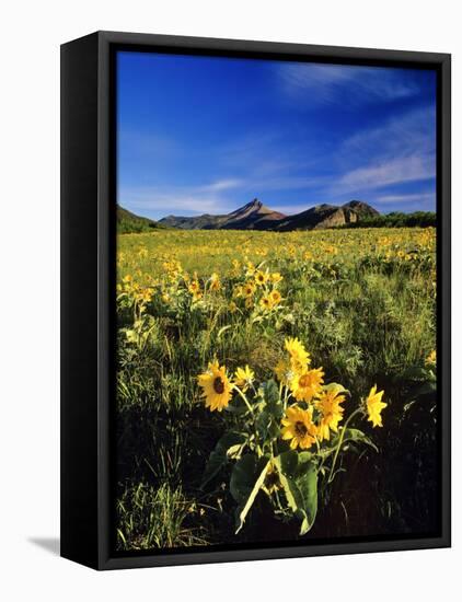 Balsamroot Along the Rocky Mountain Front, Waterton Lakes National Park, Alberta, Canada-Chuck Haney-Framed Premier Image Canvas