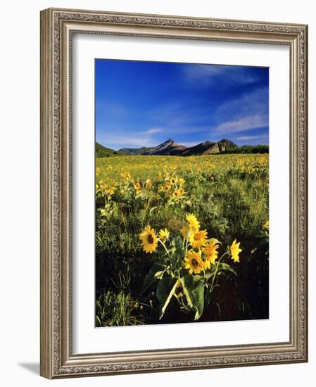 Balsamroot Along the Rocky Mountain Front, Waterton Lakes National Park, Alberta, Canada-Chuck Haney-Framed Photographic Print