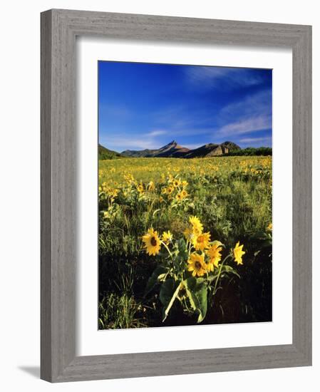 Balsamroot Along the Rocky Mountain Front, Waterton Lakes National Park, Alberta, Canada-Chuck Haney-Framed Photographic Print