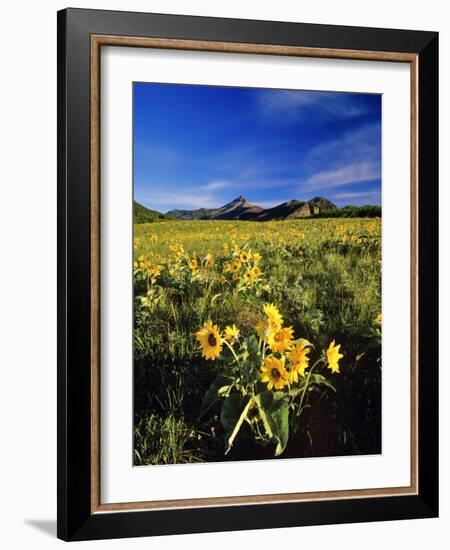 Balsamroot Along the Rocky Mountain Front, Waterton Lakes National Park, Alberta, Canada-Chuck Haney-Framed Photographic Print