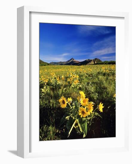 Balsamroot Along the Rocky Mountain Front, Waterton Lakes National Park, Alberta, Canada-Chuck Haney-Framed Photographic Print