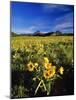 Balsamroot Along the Rocky Mountain Front, Waterton Lakes National Park, Alberta, Canada-Chuck Haney-Mounted Photographic Print