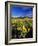 Balsamroot Along the Rocky Mountain Front, Waterton Lakes National Park, Alberta, Canada-Chuck Haney-Framed Photographic Print