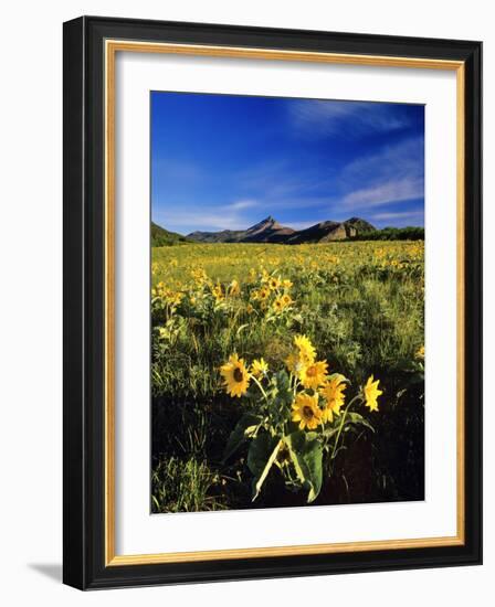 Balsamroot Along the Rocky Mountain Front, Waterton Lakes National Park, Alberta, Canada-Chuck Haney-Framed Photographic Print