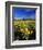 Balsamroot Along the Rocky Mountain Front, Waterton Lakes National Park, Alberta, Canada-Chuck Haney-Framed Photographic Print