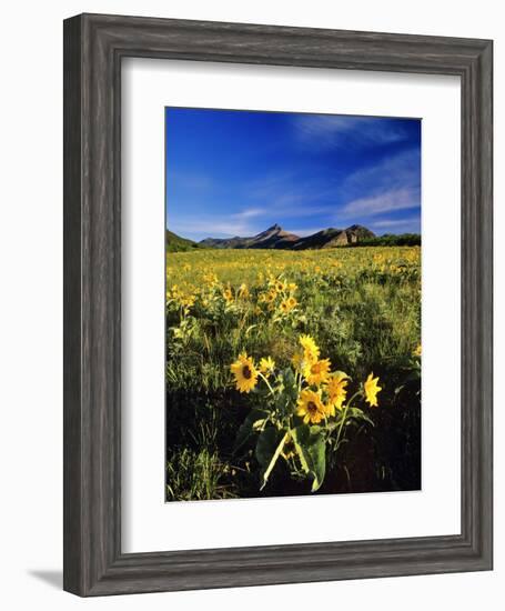 Balsamroot Along the Rocky Mountain Front, Waterton Lakes National Park, Alberta, Canada-Chuck Haney-Framed Photographic Print