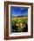 Balsamroot Along the Rocky Mountain Front, Waterton Lakes National Park, Alberta, Canada-Chuck Haney-Framed Photographic Print