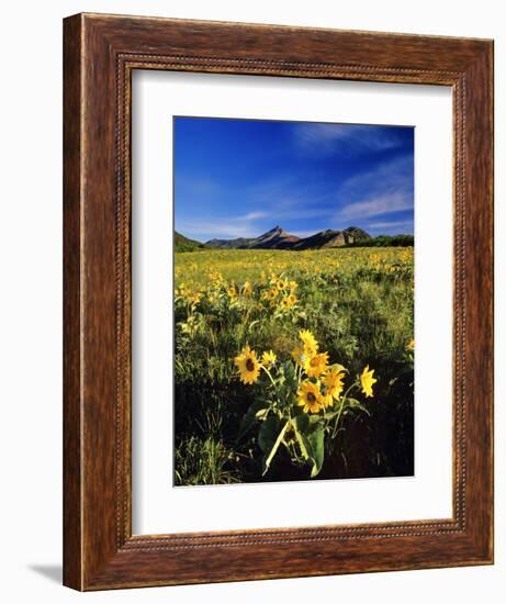 Balsamroot Along the Rocky Mountain Front, Waterton Lakes National Park, Alberta, Canada-Chuck Haney-Framed Photographic Print