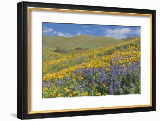 Balsamroot and Lupine 2-Don Paulson-Framed Giclee Print