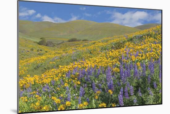 Balsamroot and Lupine 2-Don Paulson-Mounted Giclee Print