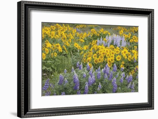 Balsamroot and Lupine 3-Don Paulson-Framed Giclee Print