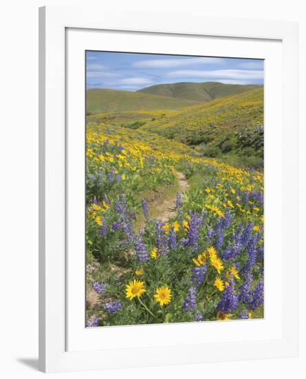 Balsamroot and Lupine 5-Don Paulson-Framed Giclee Print