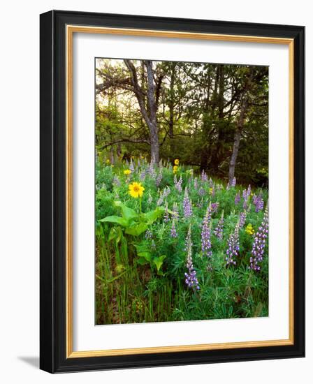 Balsamroot and Lupine flowers blooming in a forest, Tom McCall Nature Preserve, Columbia River G...-null-Framed Photographic Print