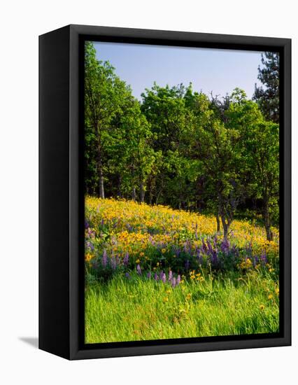Balsamroot and Lupine flowers blooming in a forest, Tom McCall Nature Preserve, Columbia River G...-null-Framed Premier Image Canvas