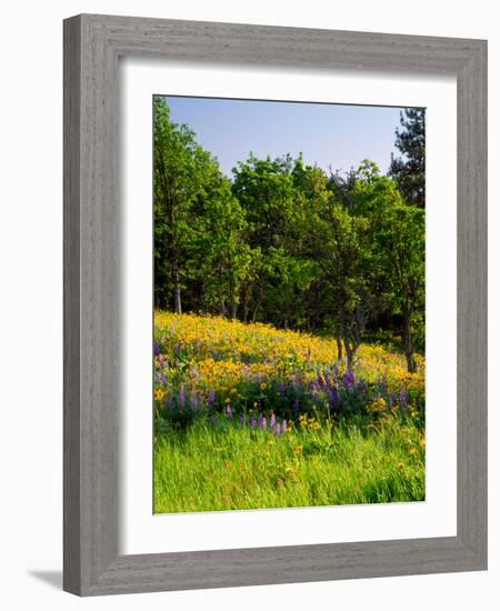 Balsamroot and Lupine flowers blooming in a forest, Tom McCall Nature Preserve, Columbia River G...-null-Framed Photographic Print