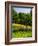 Balsamroot and Lupine flowers blooming in a forest, Tom McCall Nature Preserve, Columbia River G...-null-Framed Photographic Print