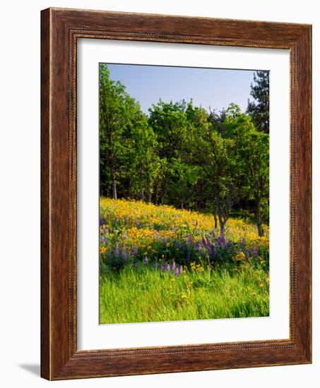 Balsamroot and Lupine flowers blooming in a forest, Tom McCall Nature Preserve, Columbia River G...-null-Framed Photographic Print