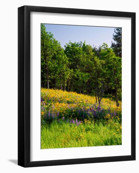 Balsamroot and Lupine flowers blooming in a forest, Tom McCall Nature Preserve, Columbia River G...-null-Framed Photographic Print